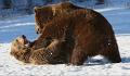 813 - GRIZZLIES PLAYING - DUNCAN GREG - united kingdom
